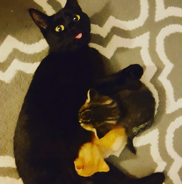 Сквирт предпочитает оставаться дома и охранять других домашних питомцев