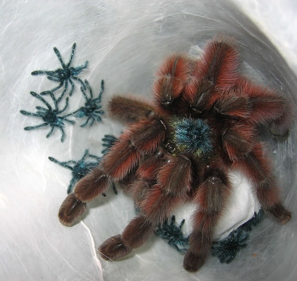 …как хорошая мать, она заботится о своих детенышах