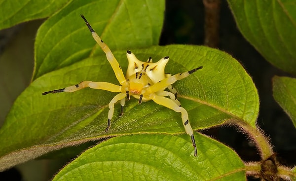 6. Это еще одни Крабовый паук, Эпикадус хетерогастер ....