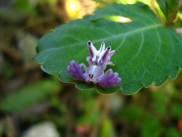А вот и его фиолетовый собрат