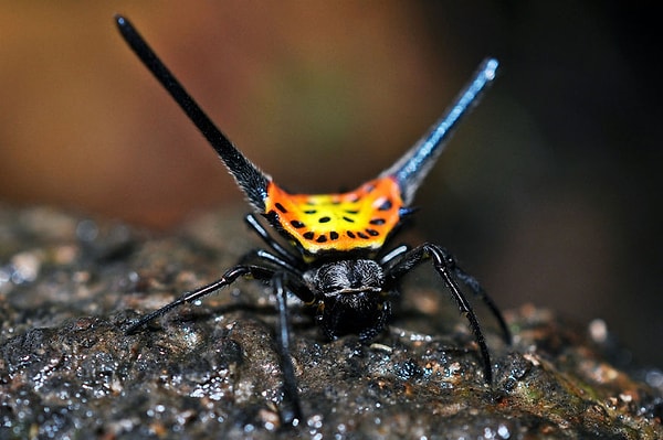 7. Это не рога, а просто защита от птиц