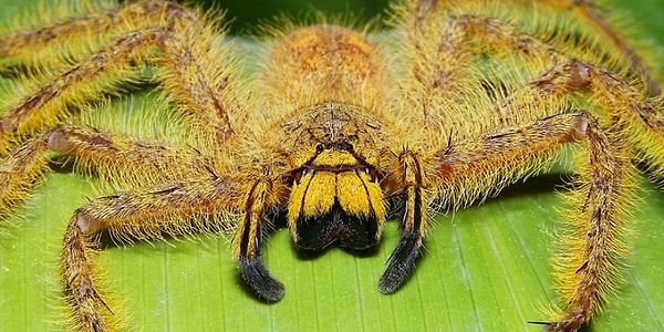 Очень быстрый и ловкий охотник