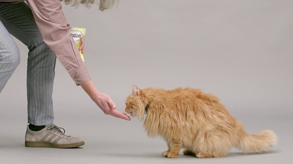 2. Olağandışı Sesler ve Huzursuz Miyavlamalar