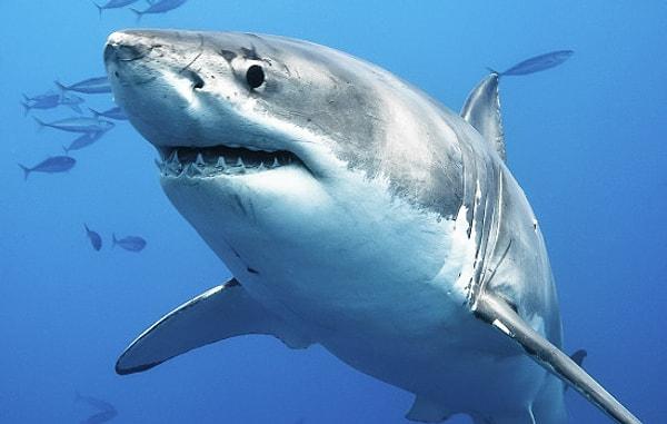 14. Bir köpekbalığı tarafından öldürülme ihtimaliniz, kafanıza düşen bir hindistan cevizi yüzünden ölme ihtimalinizden daha az.