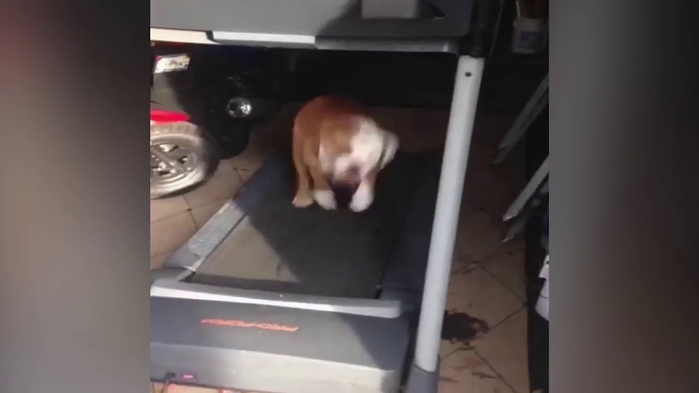 İnsanı Spor Yapmaya Teşvik Eden Koşu Bandında Zıplayan Sporcu Bulldog