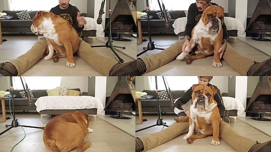 Tombiş Bulldog Köpeğini Enstrümana Çeviren Adam