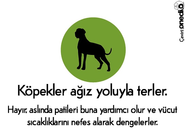 4. Köpekler nasıl terler? 🐕