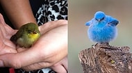 Gerçek Olduğuna İnanamayacağınız, Tatlılıkta Doktora Yapmış 16 Yavru Kuş