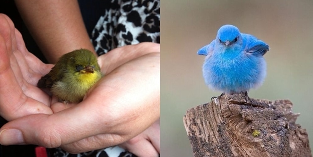 Gerçek Olduğuna İnanamayacağınız, Tatlılıkta Doktora Yapmış 16 Yavru Kuş
