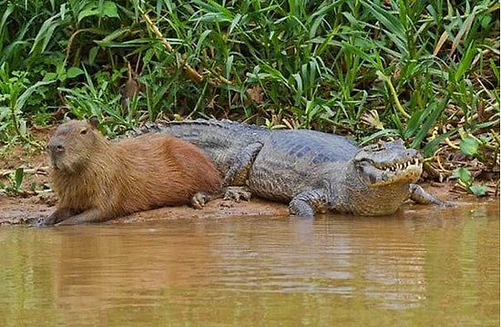 18 миролюбивых поз от водосвинки, которая со всеми животными поддерживает хорошие отношения