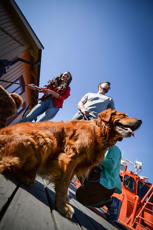 4. А еще молодые люди обожают собак 🐶