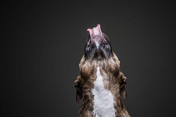 Düşünceli fotoğrafçımız, köpeklere yapay tatlandırıcı içermeyen fıstık ezmesi vermiş.