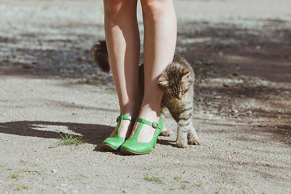 10. Bir kedinin durduk yerde gelip bacağına sürtünmesi