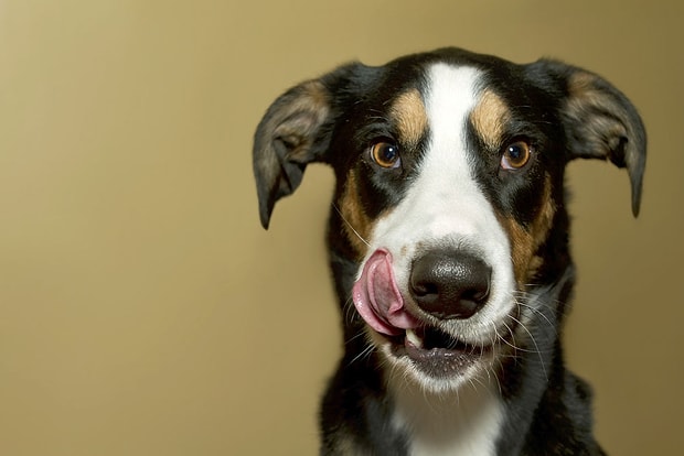 köpeğim kakasını yiyor