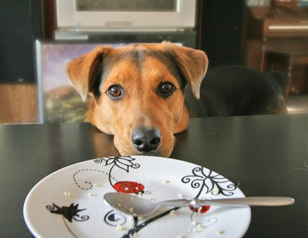 24. "Köpeğim devamlı masada yiyecek bekliyor, bıktım artık."
