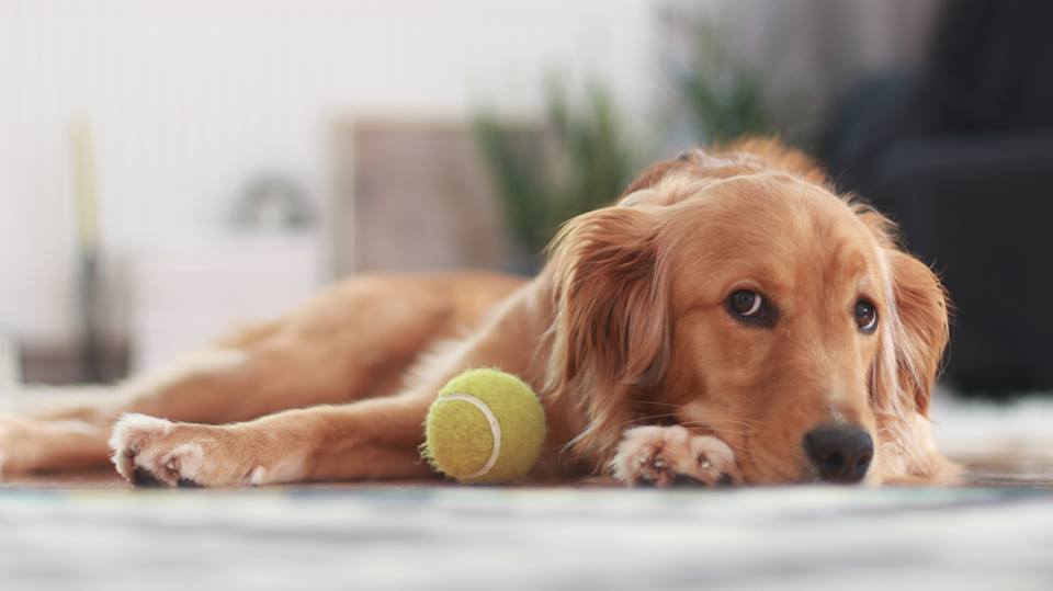 Köpek Aşıklarının Gözlerinde Kalp Çıkmasına Vesile Olacak Süper Bilgi