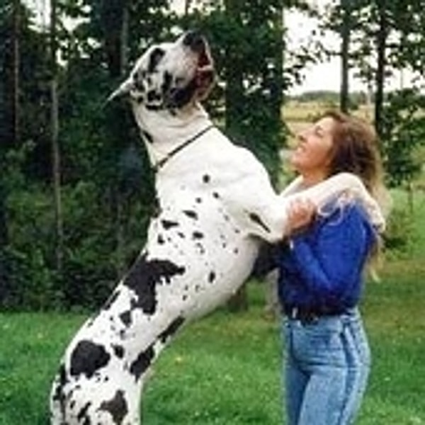 Great Dane