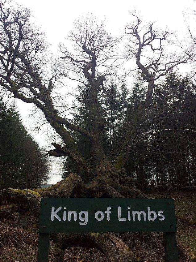 2. "King of Limbs" Radiohead'in In Rainbow'u kaydettikleri Wiltshire kentindeki Savernake Forestinde bulunan ve Avrupa'nın en yaşlı meşe ağaçlarından biri.