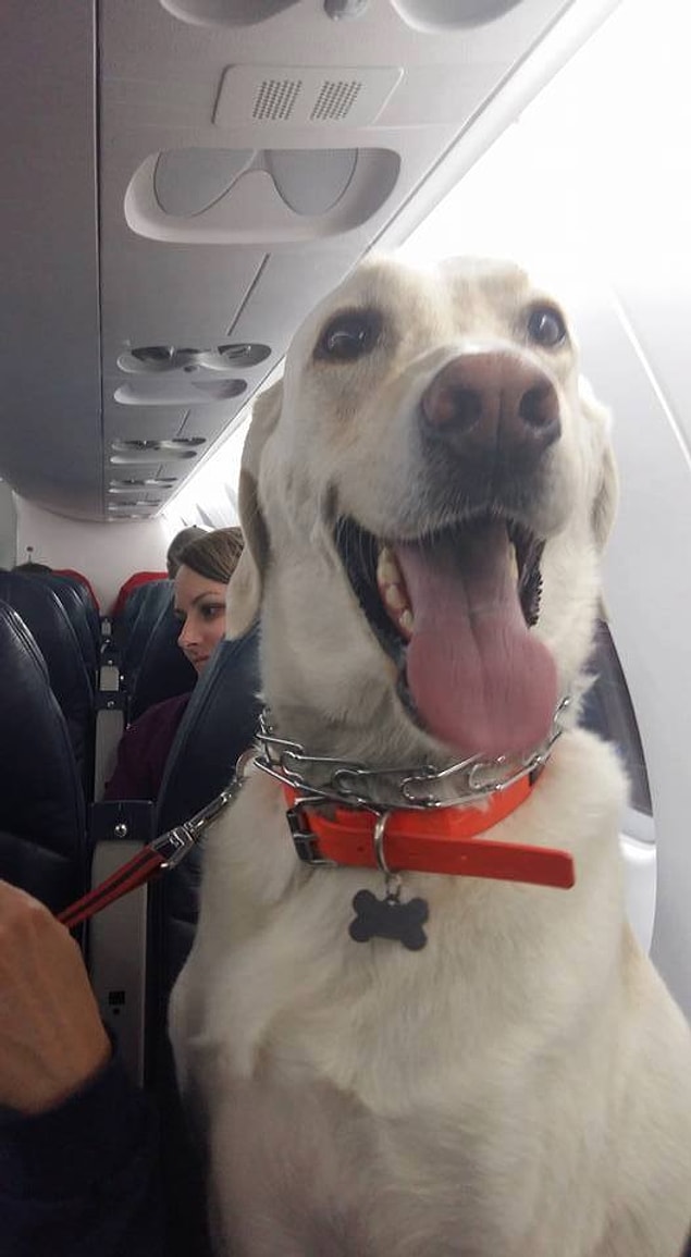 WestJet ve Canadian North Havayolları sayesinde evcil hayvanlar sahipleriyle birlikte kabin içinde rahatça seyahat ettiler.