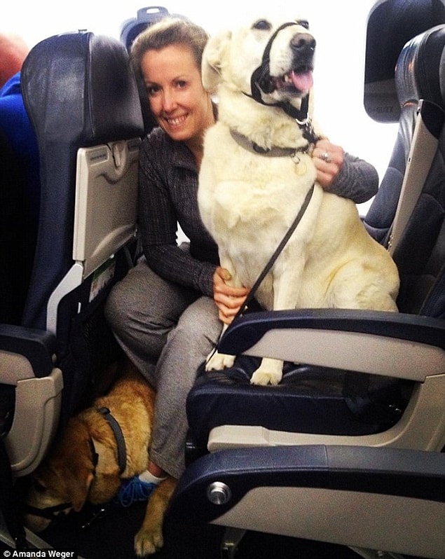 Zumba eğitmeni Amanda Wager, köpekleri Tucker ve Bailey ile oturma düzenine alışmaya çalışırken çektiği bir fotoğrafı paylaştı.