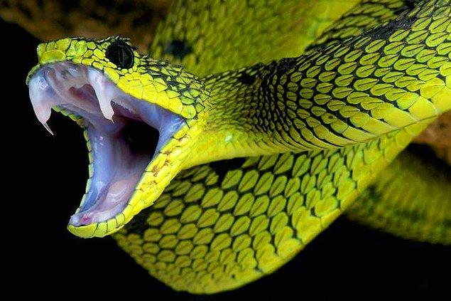 3. "Bana dokunmayan yılan bin yaşasın."