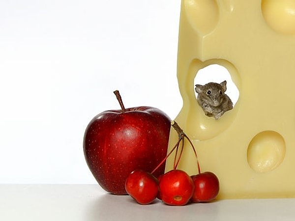 Кстати говоря, мыши, вопреки распространённому убеждению, не любят сыр, поэтому можете быть спокойны: дырочки в сыре не из-за них. :)