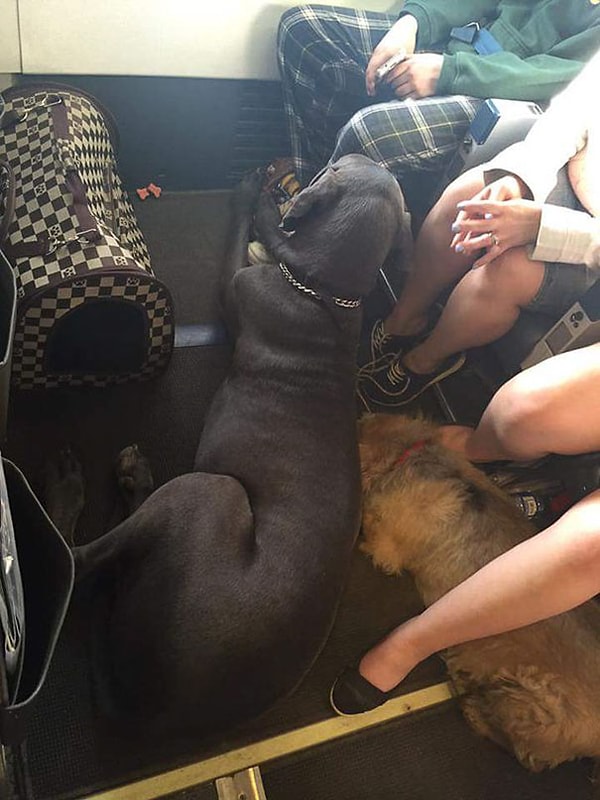 6. Как правило, животные, путешествующие на самолете, должны находиться в грузовом отсеке