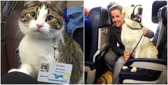 Авиакомпания нарушила свои собственные правила, чтобы спасти животных от пожара