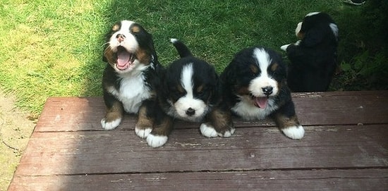 19 фото, доказывающие, что щеночки – луч света в темном царстве реальности