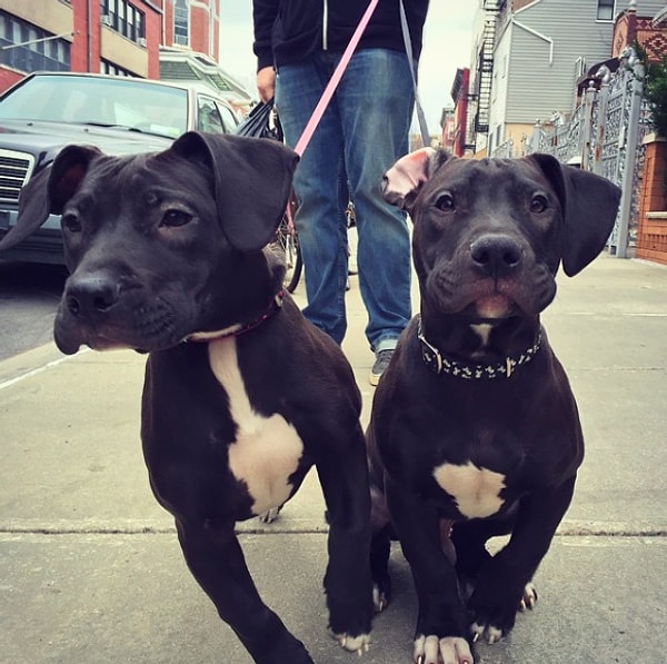 12. Настоящая гроза улиц