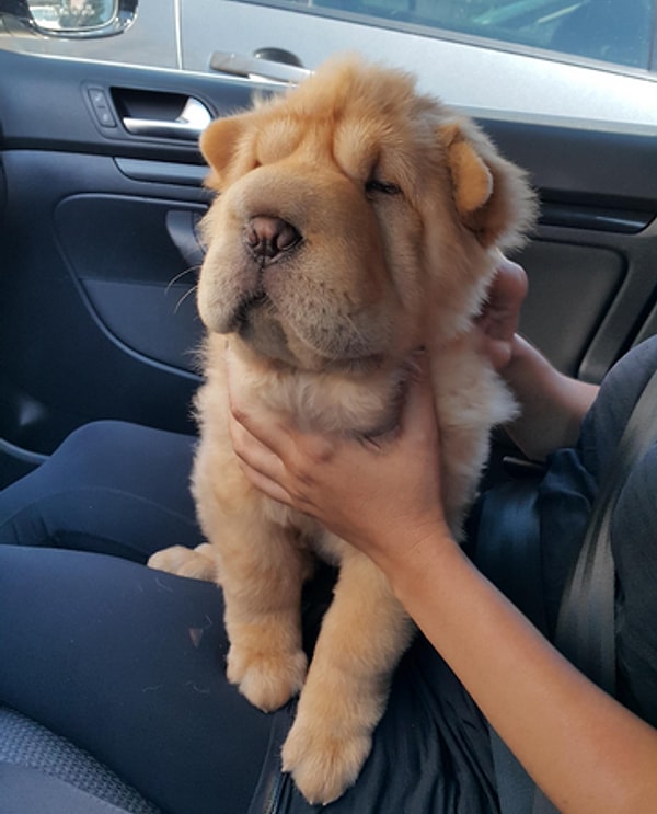 14. Комочек шерсти, который хочется сжимать в объятиях вечно