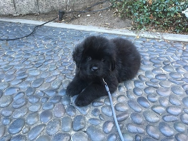 16. Крошечный мохнатый мишка