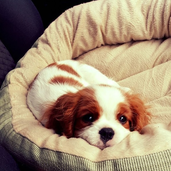 17. Маленький ангел, которого нужно няшкать весь день напролет