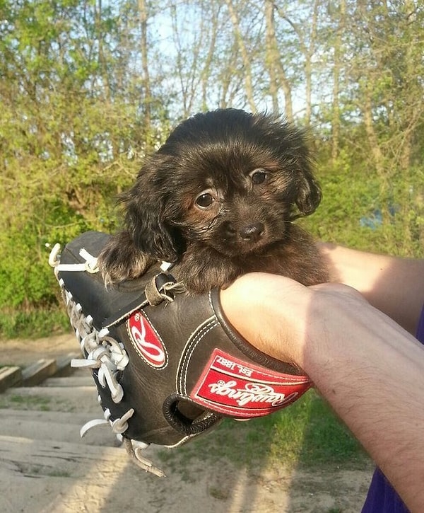 18. Бейсбольный фанат, мечтающий стать частью команды