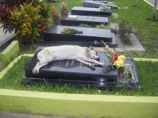1. Sahibinin ölümünün üzerinden 6 yıl geçmesine rağmen her gün mezarını ziyaret eden bir Alman çoban köpeği.