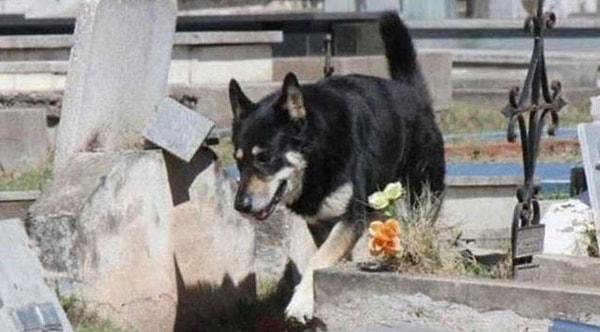 3. Arjantin'de Alman kurdu cinsi Capitan adlı bir köpek de sahibinin mezarını her gün ziyaret ediyor.