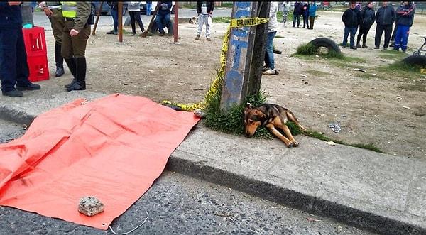 14. Şili'de 23 yaşındaki Leonardo Valdes bir trafik kazasında hayatını kaybedince, köpeği bir an olsun başından ayrılmıyor.