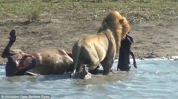 Ziyafete devam ederken bufalonun karnını deşen bu aslan anne karnından cenini çıkarıyor.