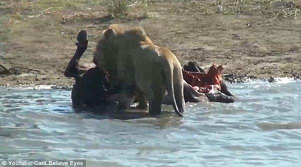 Dişi bufalo 3 erkek aslan tarafından suyun kenarında öldürüleli pek fazla zaman olmamış.