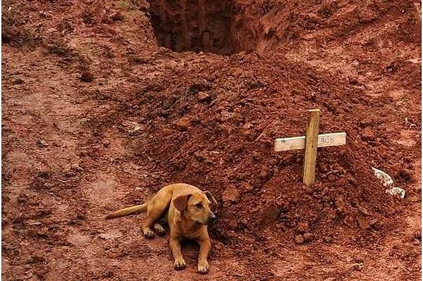2. Leao isimli köpek, Rio De Janerio'daki toprak kaymasında ölen sahibinin gömüldüğü mezardan ayrılmıyor.