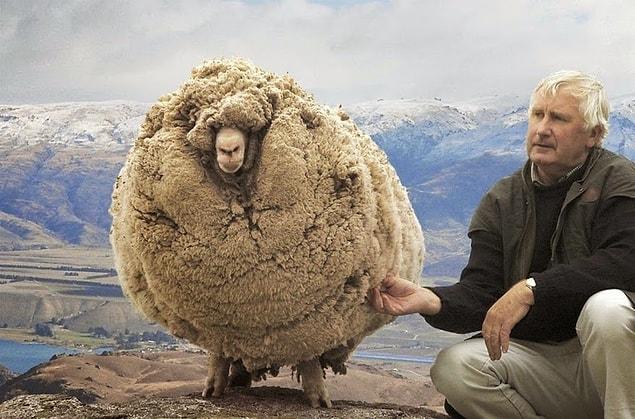 1. Shrek was a merino sheep that lived in New Zealand and got shaved for its wool once a year.