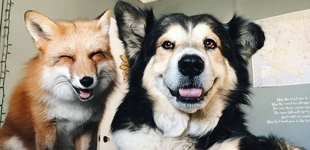 Лис и пес - друзья на век: история необычной дружбы