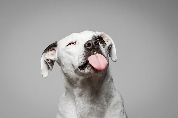 6. Теперь фотограф планирует опубликовать эти снимки в своей фото-книге "Любовь к ореховой пасте".