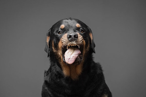 8. На них они выглядят так, словно им не очень-то и понравилось.