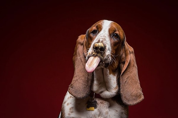 9. Тогда как Murray заявляет, что пасту пёсики полюбили и просили еще.