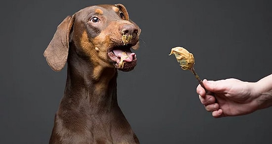 13 взволнованных мордашек пёсиков, жующих ореховую пасту