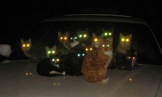 Kedilerin gözleri geceleri neden parlar?