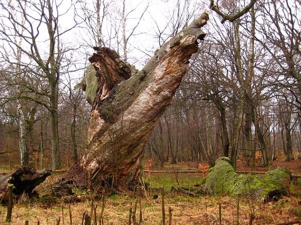 10. Конгееген