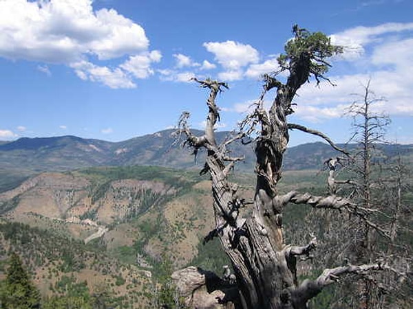 7. Можжевельник в национальном парке Кэш