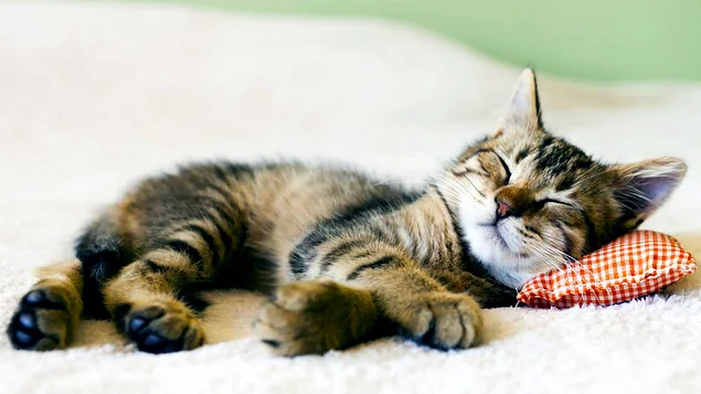 Kediler yaşamlarının %70'lik bir kısmını uyuyarak geçirmektedir.